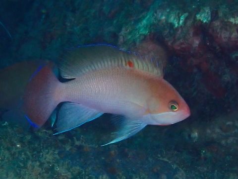 Stocky Anthias - Pseudanthias hypselosoma  Anilao,Anthias,Batangas,Fish,Philippines,Pseudanthias hypselosoma,Stocky Anthias