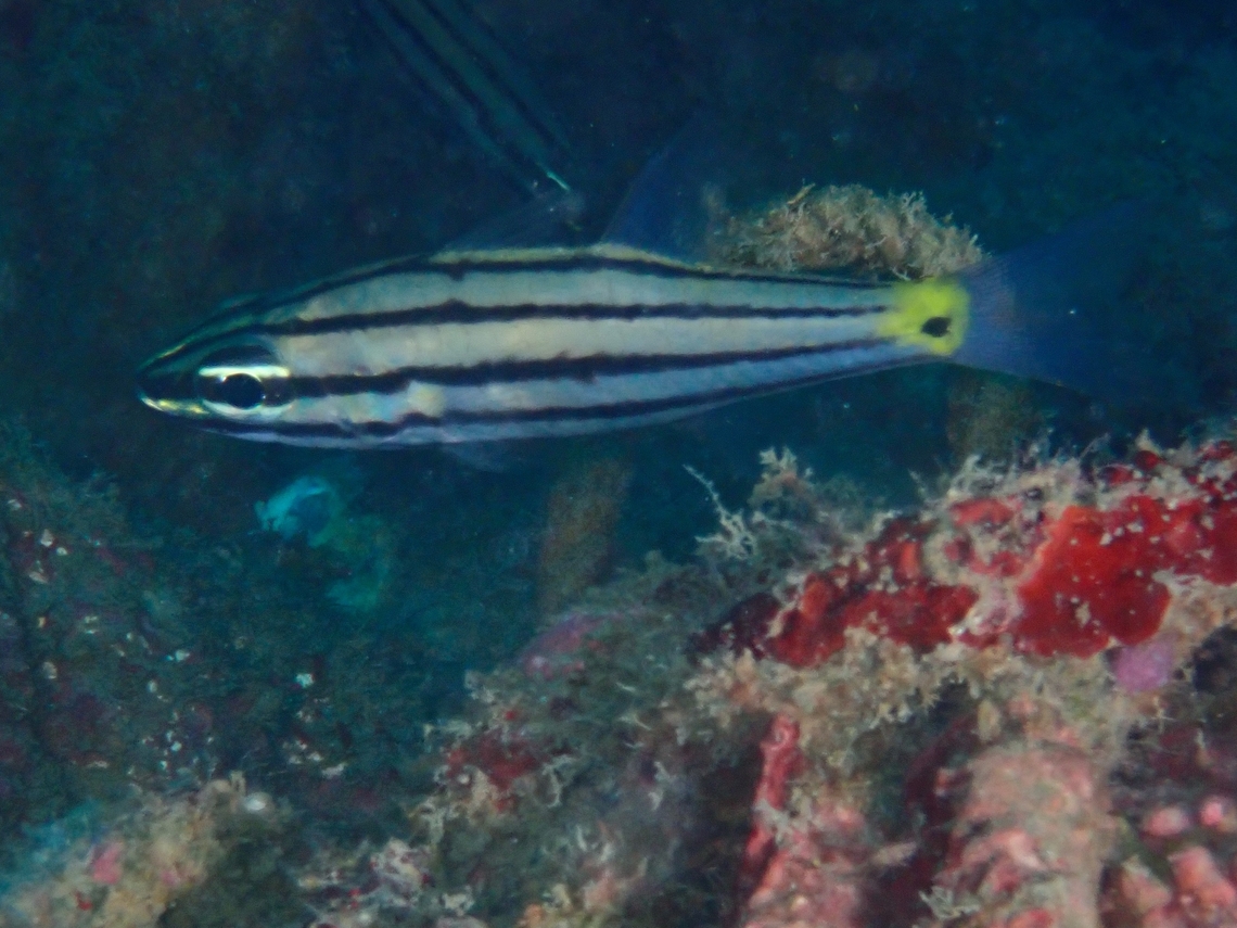 Fiveline Cardinalfish - Cheilodipterus quinquelineatus  Anilao,Batangas,Cardinalfish,Cheilodipterus quinquelineatus,Fish,Fiveline Cardinalfish,Philippines