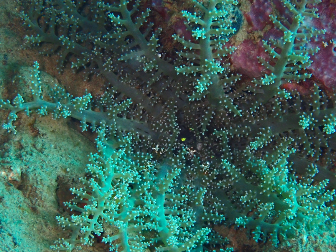 Sea Anemone - Megalactis hemprichi x2 Anemone,Anilao,Batangas,Megalactis hemprichi,Philippines,Sea Anemone