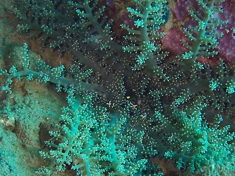 Sea Anemone - Megalactis hemprichi x2 Anemone,Anilao,Batangas,Megalactis hemprichi,Philippines,Sea Anemone