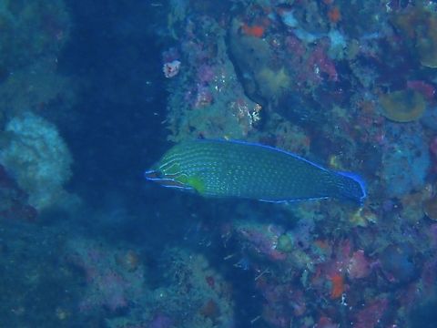 Chain-Lined Wrasse - Halichoeres leucurus  Anilao,Batangas,Chain-Lined Wrasse,Fish,Halichoeres leucurus,Philippines,Wrasse