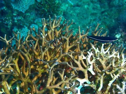 Tubelip Wrasse - Labrichthys unilineatus Observation on the fish on the right Anilao,Batangas,Fish,Labrichthys unilineatus,Philippines,Tubelip wrasse,Wrasse