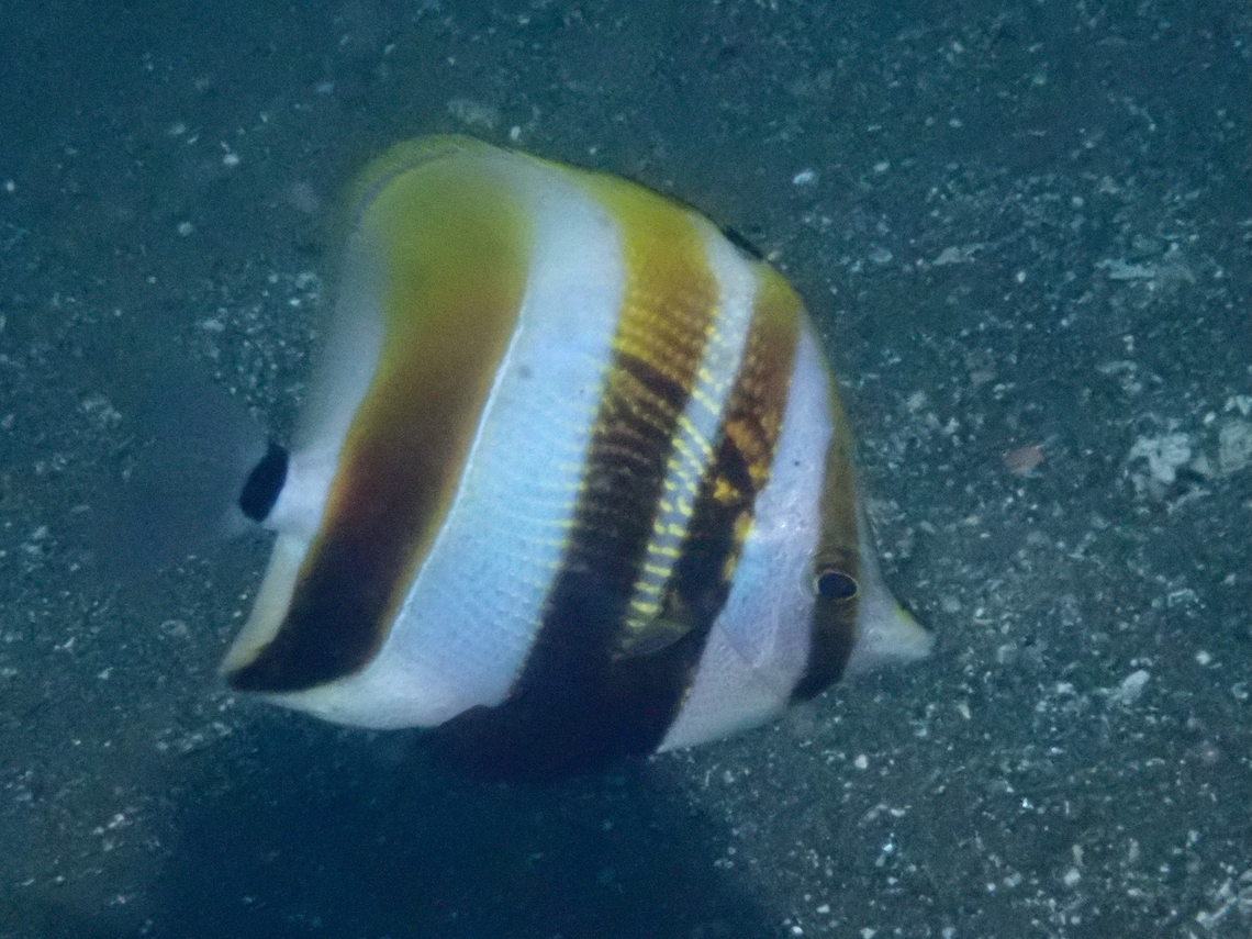 Highfin Coralfish - Coradion altivelis  Anilao,Batangas,Coradion altivelis,Coralfish,Fish,Highfin Coralfish,Philippines