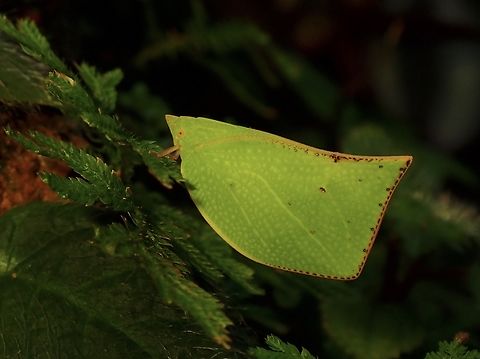 Flatid Planthopper - Phyllyphanta producta  Flatid Planthopper,Hopper,Malaysia,Penang,Phyllyphanta producta,Planthopper