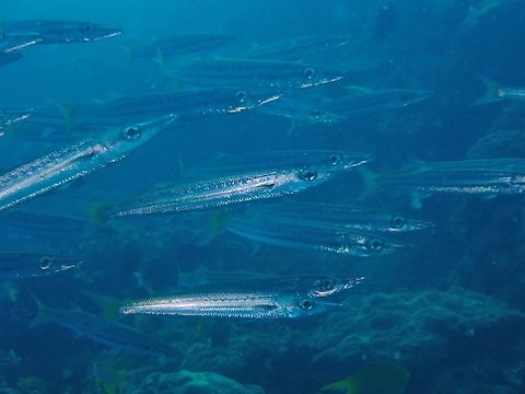 Striped Barracuda - Sphyraena obtusata x2 Anilao,Barracuda,Batangas,Fish,Philippines,Sphyraena obtusata,Striped Barracuda