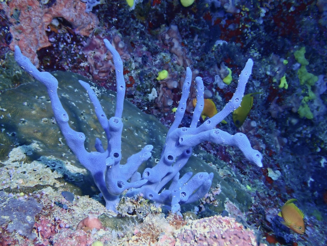 Not native to Australia Originally described from Queensland, Australia, this species is not endemic or native to Australia and is rather widespread around Inso-Pacific. Amphimedon queenslandica,Malaysia,Sabah,Sea Sponge,Sipadan