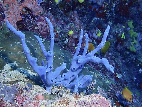 Not native to Australia Originally described from Queensland, Australia, this species is not endemic or native to Australia and is rather widespread around Inso-Pacific. Amphimedon queenslandica,Malaysia,Sabah,Sea Sponge,Sipadan