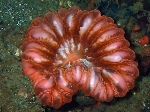 Button Coral - Cynarina lacrymalis x2 Anilao,Batangas,Button Coral,Coral,Cynarina lacrymalis,Philippines