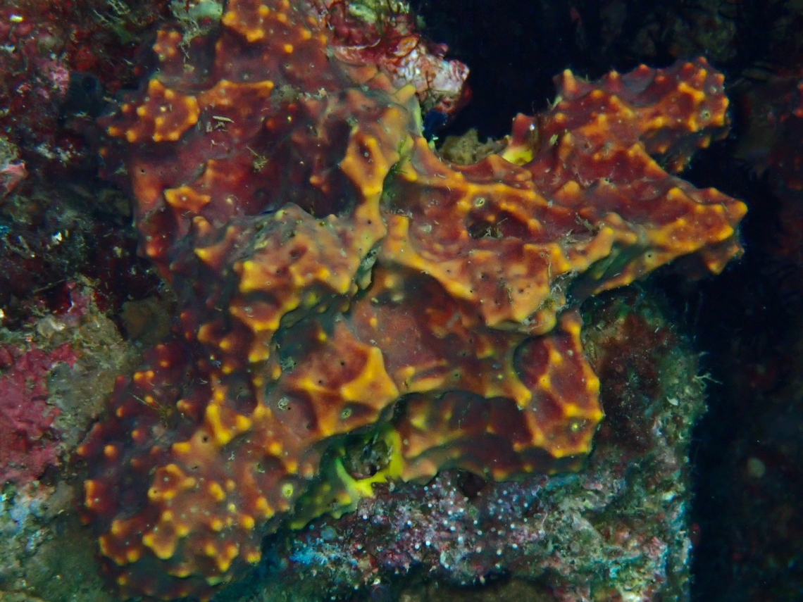 Sea Sponge - Pseudoceratina verrucosa Pseudoceratina verrucosa is a species of Sea Sponge from Family Pseudoceratinidae.<br />
<br />
x2 Anilao,Batangas,Philippines,Pseudoceratina verrucosa,Sea Sponge
