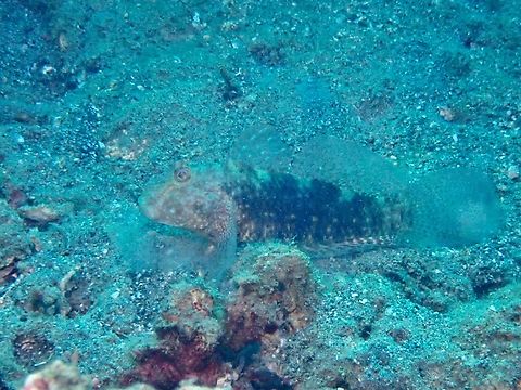 Mud-reef Goby