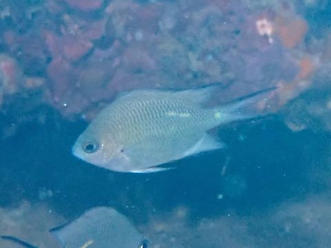 Spiny Chromis - Acanthochromis polyacanthus Acanthochromis polyacanthus,Anilao,Batangas,Chromis,Damselfish,Fish,Philippines,Spiny Chromis
