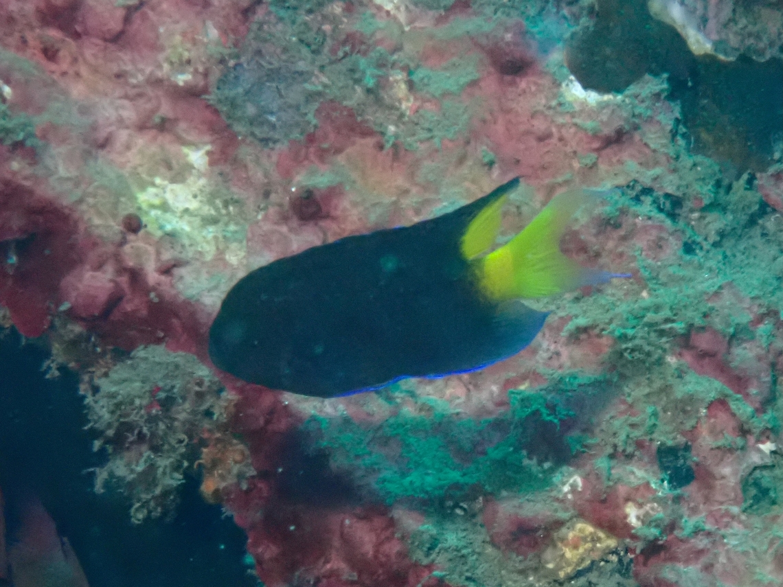 Violet Demoiselle - Neopomacentrus violascens Neopomacentrus violascens is a species of Damselfish from Family Pomacentridae. Anilao,Batangas,Damselfish,Fish,Neopomacentrus violascens,Philippines,Violet Demoiselle