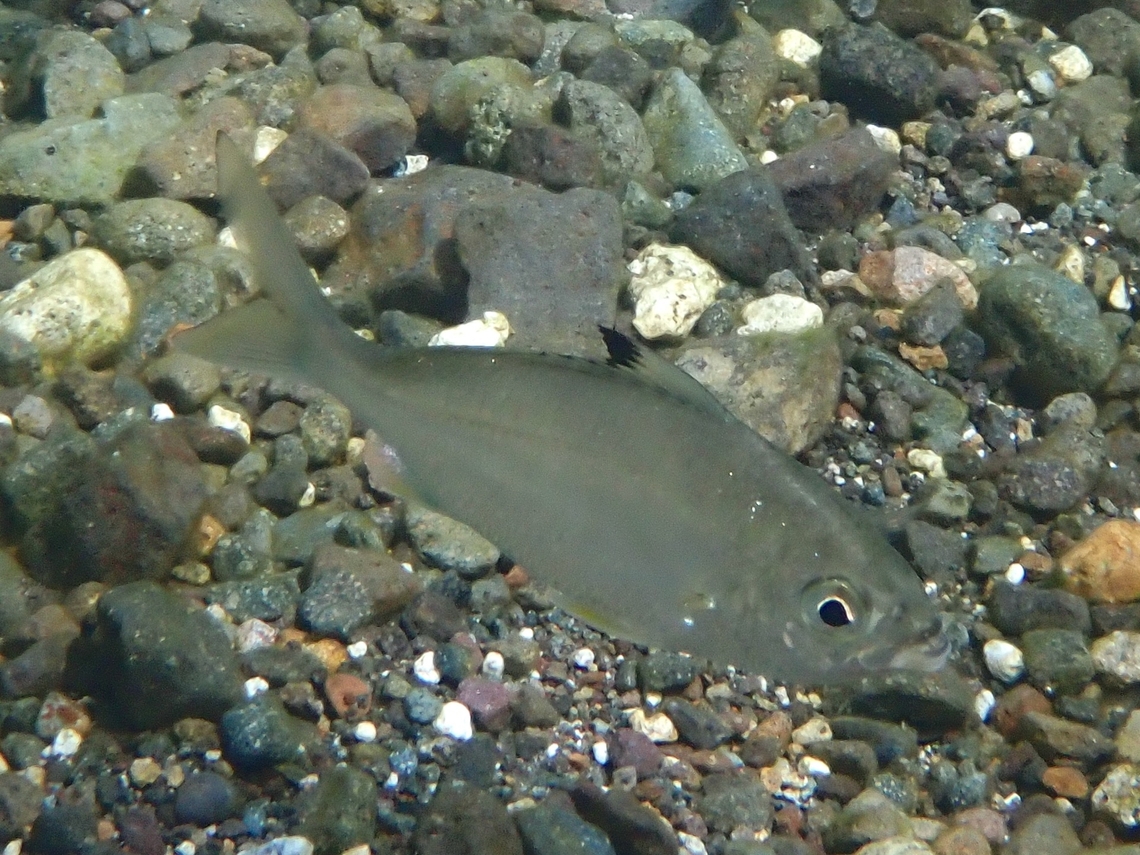Blacktip Silverbiddy - Gerres oyena  Anilao,Batangas,Blacktip Silverbiddy,Fish,Gerres oyena,Philippines,Silverbiddy