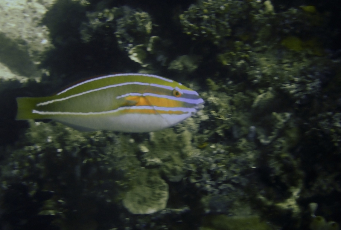 Three-Ribbon Wrasse - Stethojulis trilineata  Anilao,Batangas,Fish,Philippines,Stethojulis trilineata,Three-Ribbon Wrasse,Wrasse