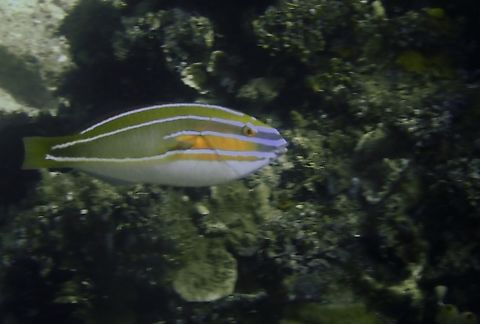 Three-Ribbon Wrasse - Stethojulis trilineata  Anilao,Batangas,Fish,Philippines,Stethojulis trilineata,Three-Ribbon Wrasse,Wrasse
