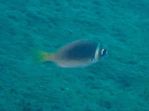 Threadfin Bream - Scolopsis japonica  Anilao,Batangas,Bream,Fish,Philippines,Scolopsis japonica,Threadfin Bream,Whitecheek Monocle Bream