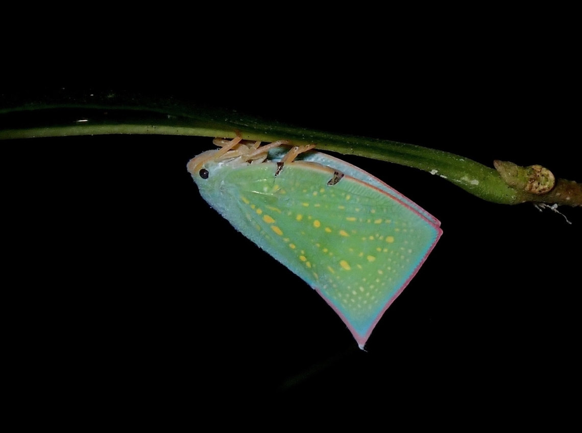 Beauty! This Flatid Planthopper looks very similar to many other Flatid Planthoppers I have photographed from Malaysia but doesn&#039;t match.   Was a challenge to get the ID verified and happy to have a name to it considering it is also a rarely photographed species.  Anilao,Batangas,Flatid Planthopper,Philippines,Planthopper,Somisha calochroma