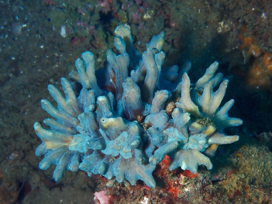 Stony Coral - Pectinia paeonia The species, Pectinia paeonia is a Stony Coral and is listed as Near Threatened in the IUCN Red List. Anilao,Batangas,Coral,Pectinia paeonia,Philippines,Stony Coral