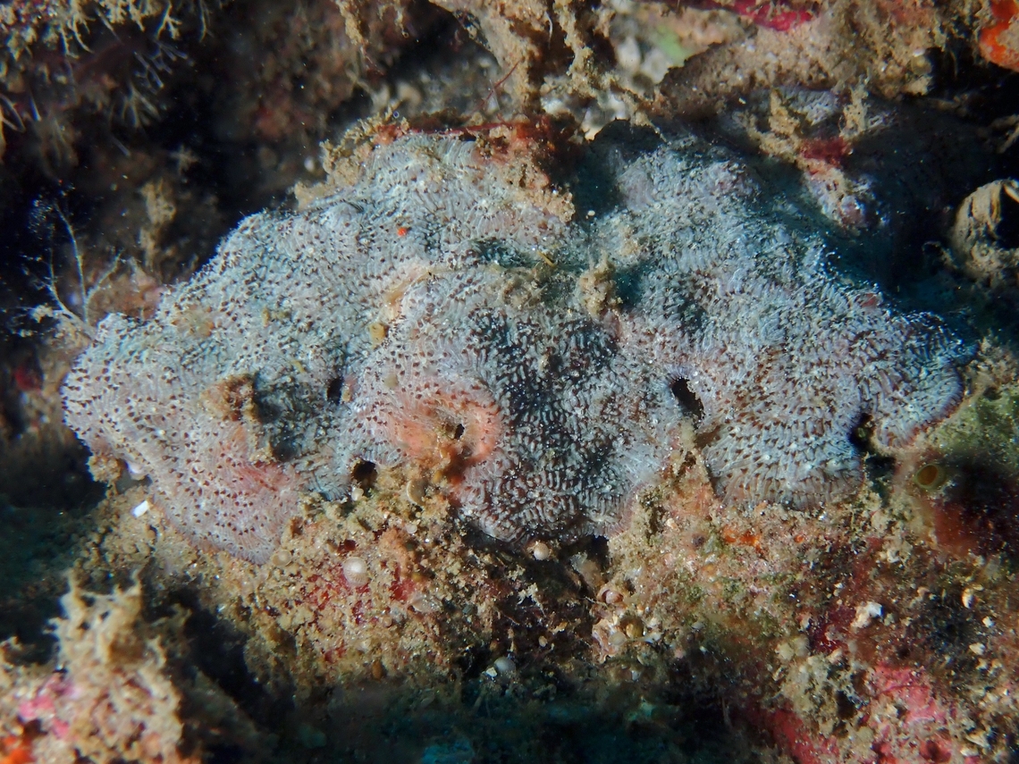 Plate Coral - Cycloseris explanulata Cycloseris explanulata is a species of Plate Coral from Family Fungiidae. Anilao,Batangas,Coral,Cycloseris explanulata,Philippines,Plate Coral