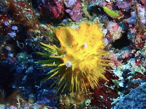 Abracadabra! Had been trying to get photograph of this species since knowing the species name as I knew I have seen it before but can't recall exactly where.  Am bemused by the name wondering the thoughts and mindset of the Taxonomists who described this species back in 1954.

Photo taken at Sipadan Island in 2019.

Craniella abracadabra is a species of Sea Sponge from Family Tetillidae. Craniella abracadabra,Malaysia,Sabah,Sea Sponge,Sipadan