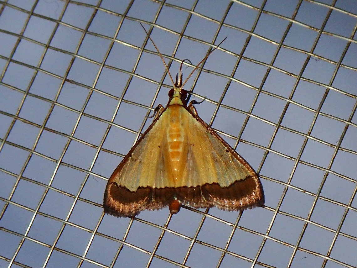 Snout Moth - Pseudonoorda nigropunctalis  Malaysia,Moth,Pseudonoorda nigropunctalis,Sabah,Snout Moth
