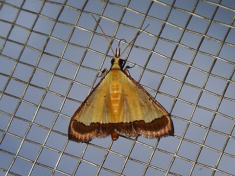 Snout Moth - Pseudonoorda nigropunctalis  Malaysia,Moth,Pseudonoorda nigropunctalis,Sabah,Snout Moth