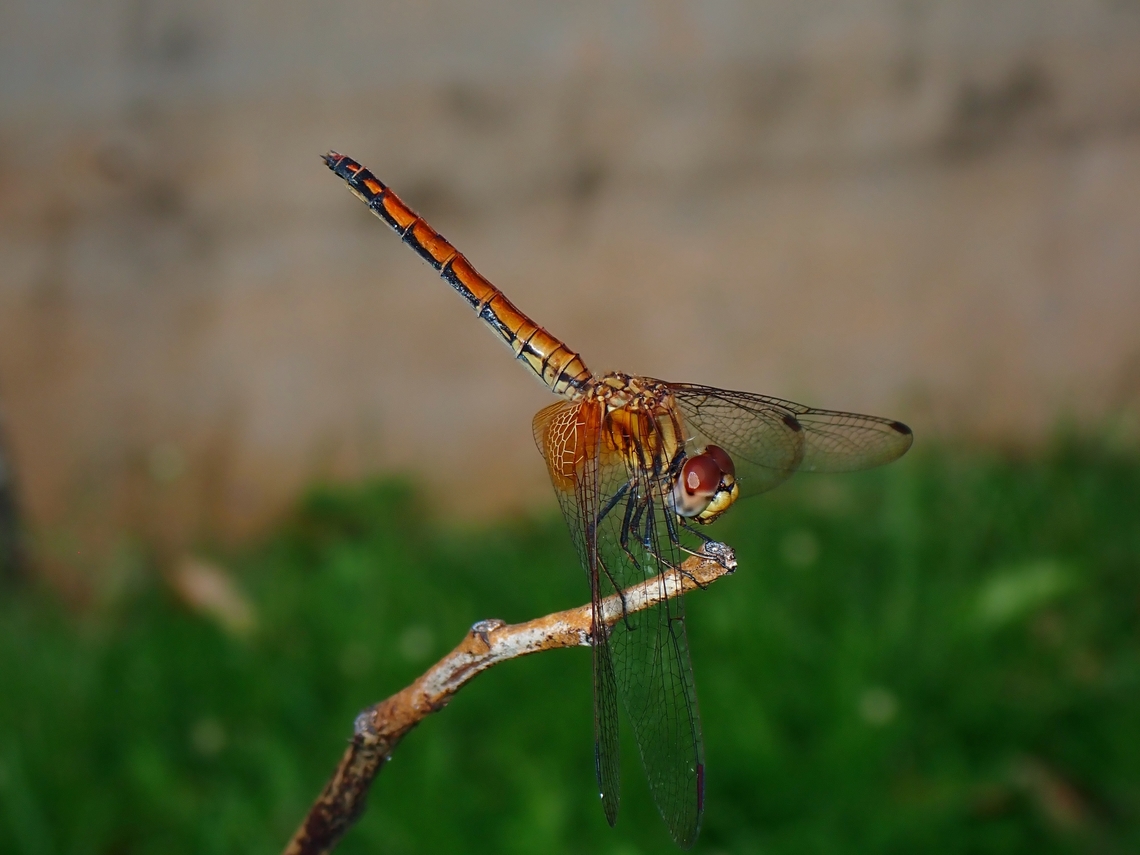 Crimson Dropwing - Trithemis aurora  Crimson Dropwing,Dragonfly,Malaysia,Selangor,Trithemis aurora