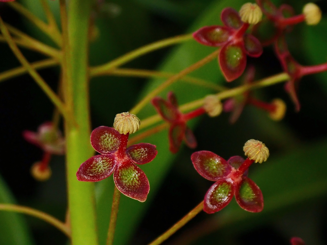 Pitcher Plant? Flowers of Pitcher Plant - Nepenthes reinwardtiana Flower,Malaysia,Nepenthes reinwardtiana,Pitcher Plant,Sabah