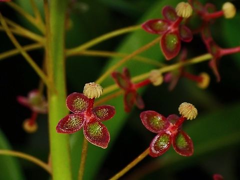 Pitcher Plant? Flowers of Pitcher Plant - Nepenthes reinwardtiana Flower,Malaysia,Nepenthes reinwardtiana,Pitcher Plant,Sabah