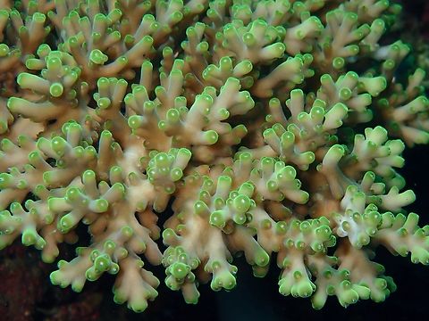 Stony Corals - Acropora loripes x3 Acropora loripes,Anialo,Batangas,Coral,Philippines,Stony Coral