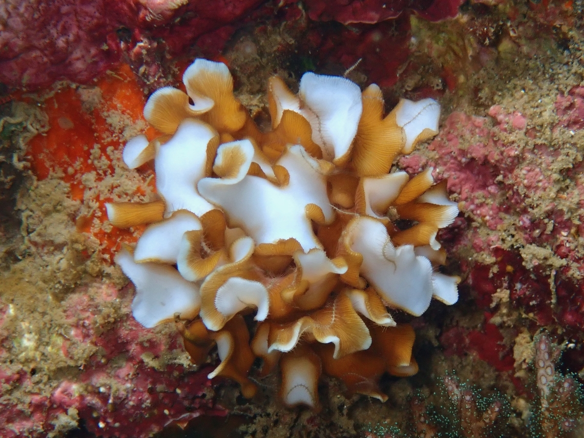 Stony Coral - Leptoseris gardineri Leptoseris gardineri is a species of Stony Coral from Family Agariciidae. Anilao,Batangas,Coral,Leptoseris gardineri,Philippines,Stony Coral