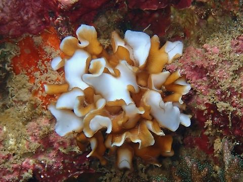 Stony Coral - Leptoseris gardineri Leptoseris gardineri is a species of Stony Coral from Family Agariciidae. Anilao,Batangas,Coral,Leptoseris gardineri,Philippines,Stony Coral