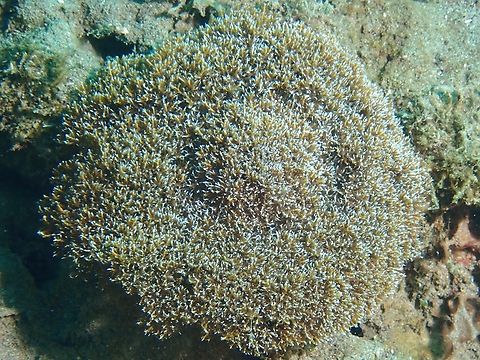 Night Anemone - Phyllodiscus semoni x2 Anilao,Batangas,Night Anemone,Philippines,Phyllodiscus semoni,Sea Anemone