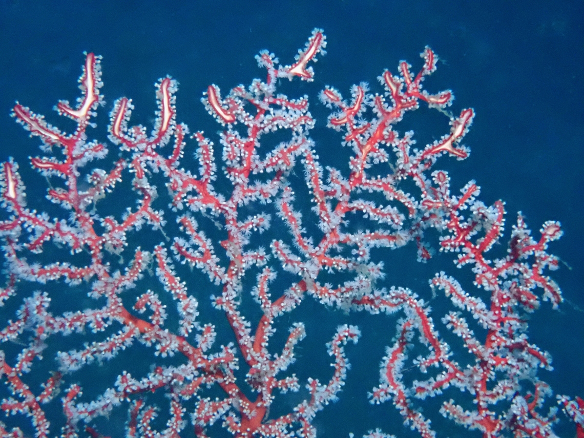 Soft Coral - Iciligorgia rubra x3 Anilao,Batangas,Coral,Iciligorgia rubra,Philippines,Soft Coral