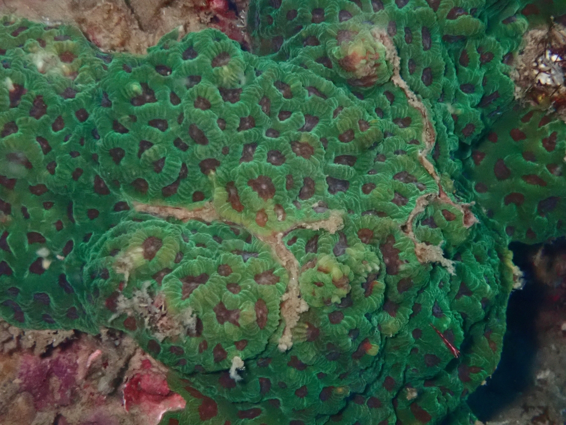 Stony Coral - Paragoniastrea russelli Paragoniastrea russelli is a species of Stony Coral from Family Merulinidae. Anilao,Batangas,Coral,Paragoniastrea russelli,Philippines,Stony Coral