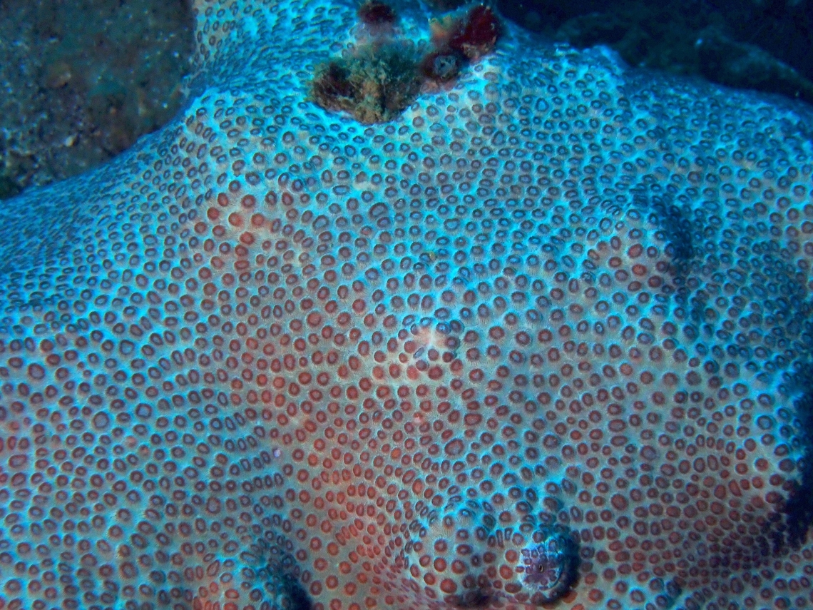 Stony Coral - Plesiastrea peroni  Anilao,Batangas,Coral,Philippines,Plesiastrea versipora,Stony Coral