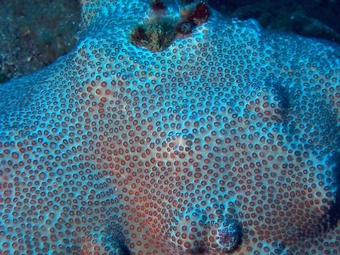 Stony Coral - Plesiastrea peroni Anilao,Batangas,Coral,Philippines,Plesiastrea versipora,Stony Coral