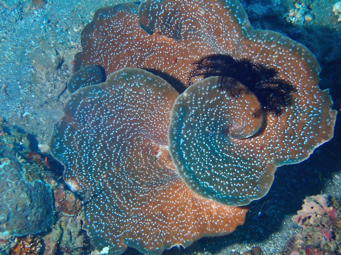 Bracket Coral - Podabacia crustacea Podabacia crustacea is a species of Braket Coral from Family Fungiidae. Anilao,Batangas,Bracket Coral,Coral,Philippines,Podabacia crustacea