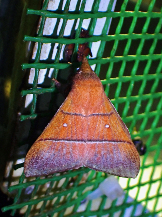 Lappet Moth - Odonestis erectilinea  Lappet Moth,Malaysia,Moth,Odonestis erectilinea,Sabah