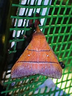 Lappet Moth - Odonestis erectilinea  Lappet Moth,Malaysia,Moth,Odonestis erectilinea,Sabah