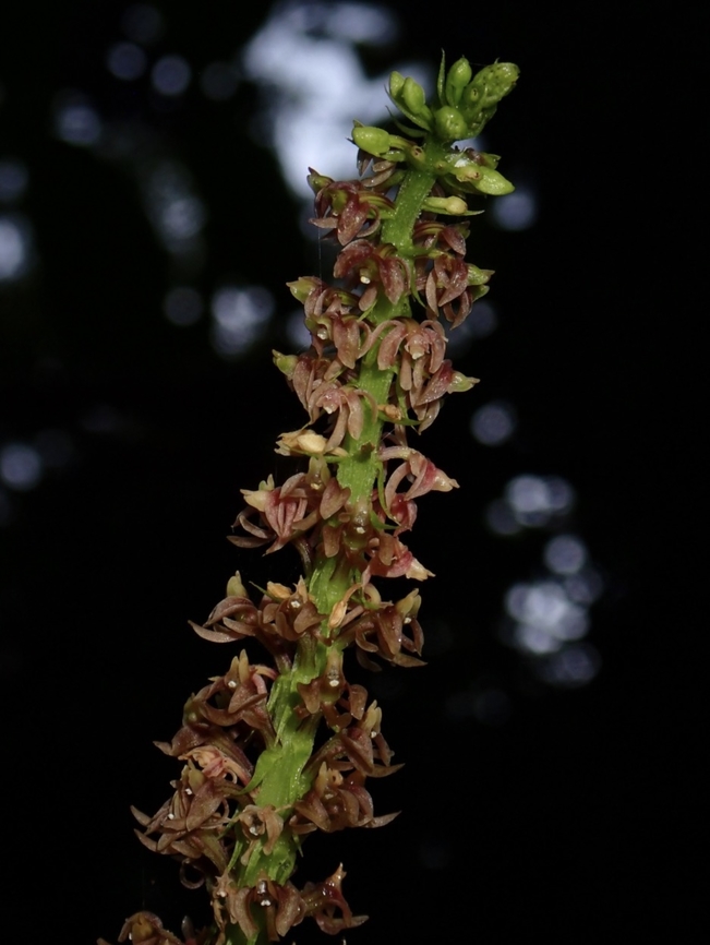 Orchid - Dienia ophrydis  Common Snout orchid,Dienia ophrydis,Flower,Orchid,Palawan,Philippines