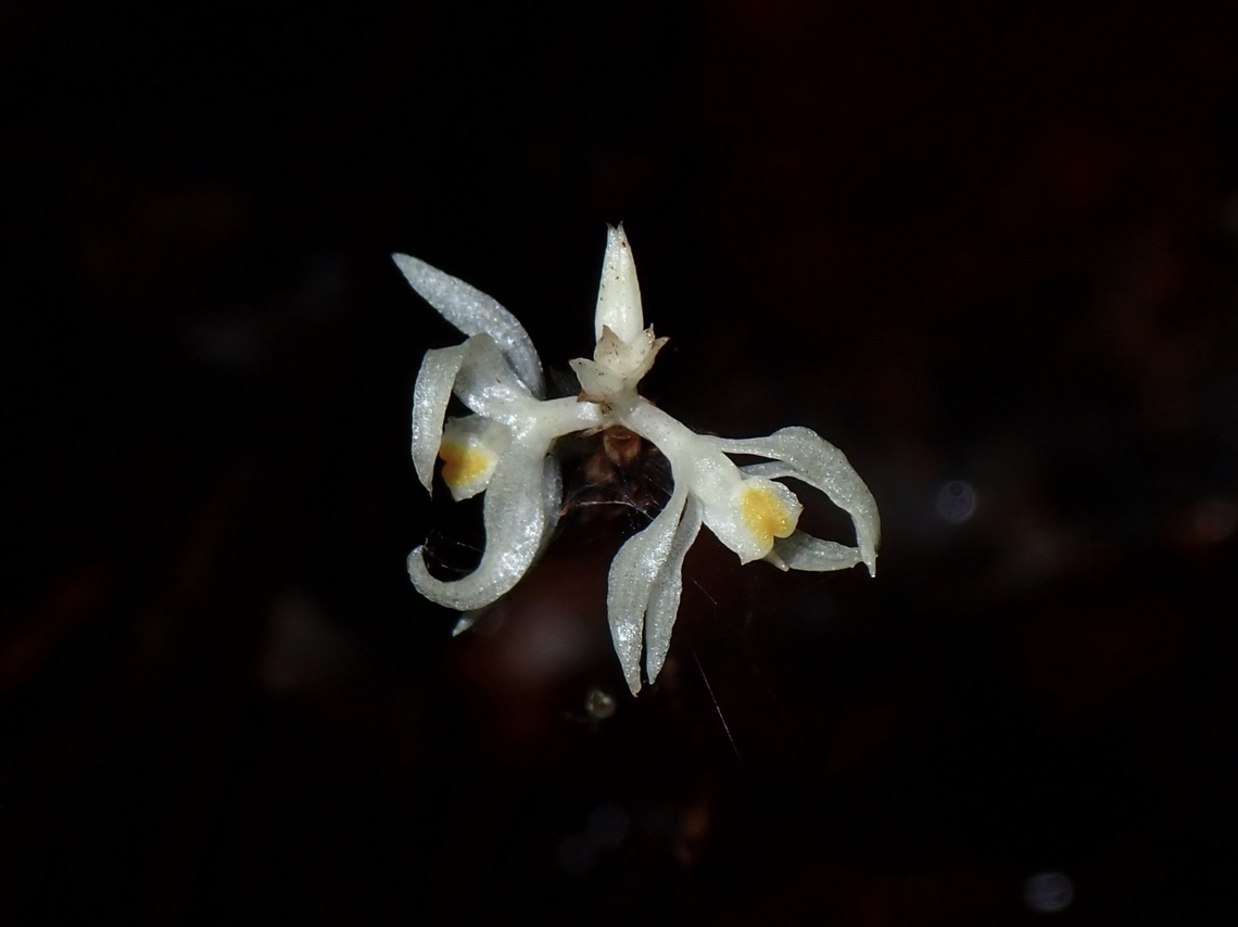 Orchids - Tropidia saprophytica  Flower,Orchid,Palawan,Philippines,Tropidia saprophytica