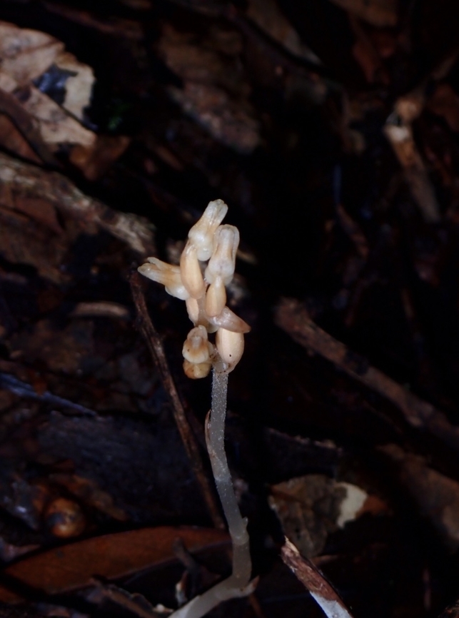 Orchid - Cystorchis aphylla  Cystorchis aphylla,Flower,Orchid,Palawan,Philippines