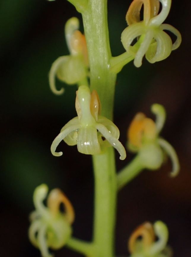 Orchid - Liparis elegans  Flower,Liparis  elegans,Liparis elegans,Orchid,Palawan,Philippines