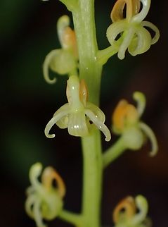 Orchid - Liparis elegans  Flower,Liparis  elegans,Liparis elegans,Orchid,Palawan,Philippines