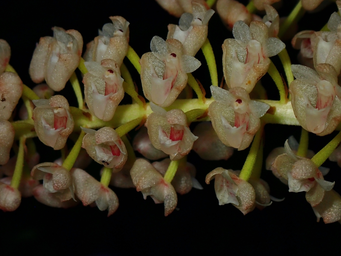 Orchid - Cymboglossum cymbidiifolium  Cymboglossum cymbidiifolium,Flower,Malaysia,Orchid,Sabah