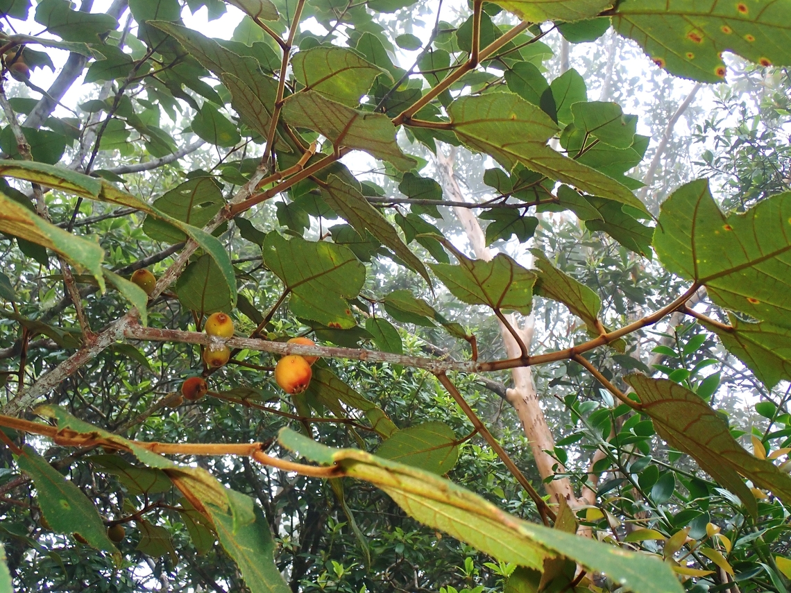 Plant - Ficus eumorpha  Ficus eumorpha,Fruit,Malaysia,Plant,Sabah