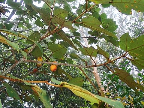 Plant - Ficus eumorpha  Ficus eumorpha,Fruit,Malaysia,Plant,Sabah