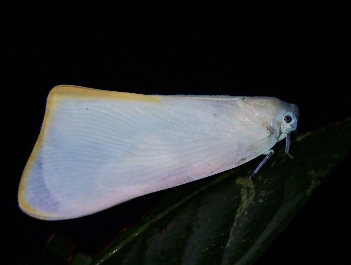Flatid Planthopper - Nephesa truncaticornis Nephesa truncaticornis is a species of Planthopper from Family Flatidae. Flatid Planthopper,Hopper,Malaysia,Nephesa truncaticornis,Planthopper,Sabah