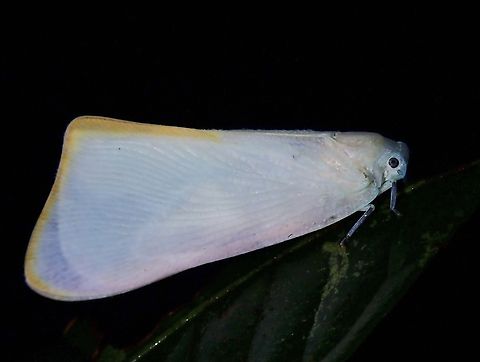 Flatid Planthopper - Nephesa truncaticornis Nephesa truncaticornis is a species of Planthopper from Family Flatidae. Flatid Planthopper,Hopper,Malaysia,Nephesa truncaticornis,Planthopper,Sabah